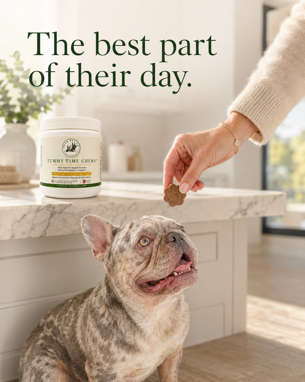 French bulldog with Posh Pet Co. Tummy Time Chews jar lifestyle scene
