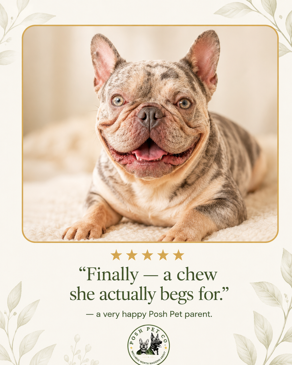 Posh Pet Co. brand card with French bulldog and Tummy Time Chews jar